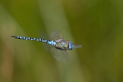 David Plant Photography - Wildlife Photography - Southern migrant hawker - C